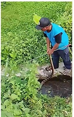 Dokumentasi Rescue Ular Sanca "Wanadesa Jambidan"